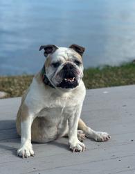 Lost Female Dog last seen Us1 and Post rd, Melbourne, FL 32935