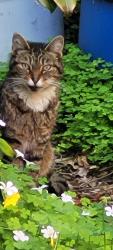 Found/Stray Unknown Cat last seen Indian Rock Park, Berkeley, CA 94707