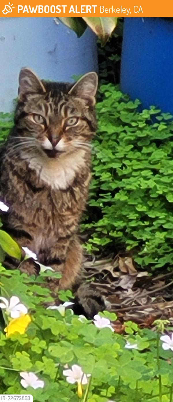Found/Stray Unknown Cat last seen Indian Rock Park, Berkeley, CA 94707