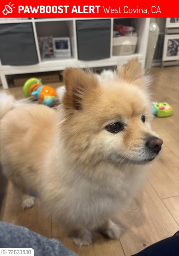 Lost Male Dog last seen Valinda, West Covina, CA 91792