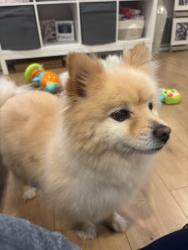 Lost Male Dog last seen Valinda, West Covina, CA 91792
