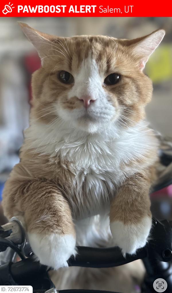 Lost Male Cat last seen Near greenhouses, Salem, UT 84653