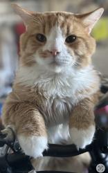 Lost Male Cat last seen Near greenhouses, Salem, UT 84653