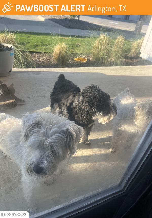 Found/Stray Unknown Dog last seen In Eden road , Arlington, TX 76001