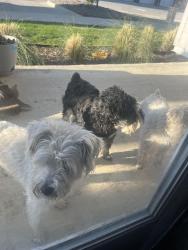 Found/Stray Unknown Dog last seen In Eden road , Arlington, TX 76001