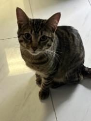 Found/Stray Male Cat last seen Found cat N Harlem ave and Byron ave , Chicago, IL 60634