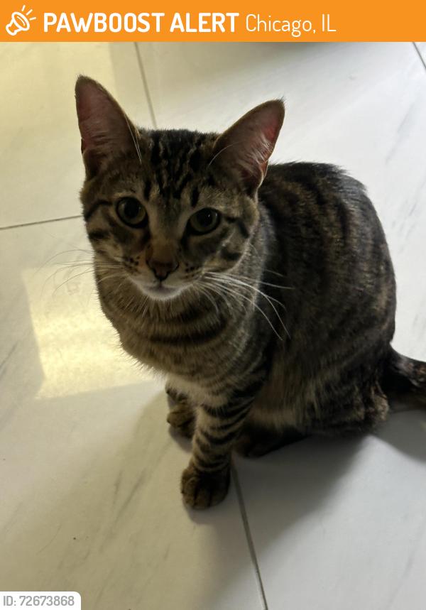 Found/Stray Male Cat last seen Found cat N Harlem ave and Byron ave , Chicago, IL 60634