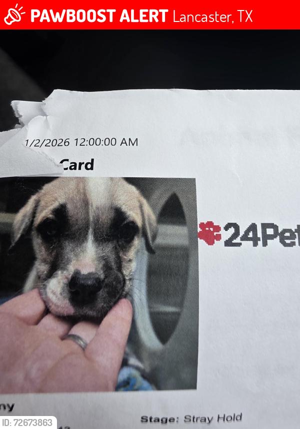 Lost Male Dog last seen Lancaster tx, Lancaster, TX 75134