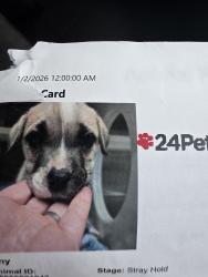 Lost Male Dog last seen Lancaster tx, Lancaster, TX 75134