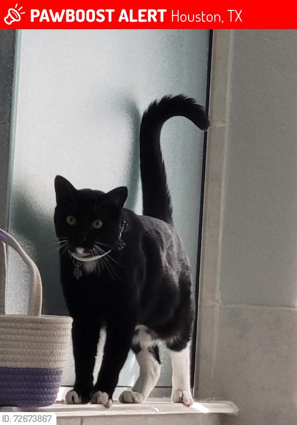 Lost Male Cat last seen Paddock Brook lane /tc jester, Houston, TX 77038