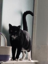 Lost Male Cat last seen Paddock Brook lane /tc jester, Houston, TX 77038