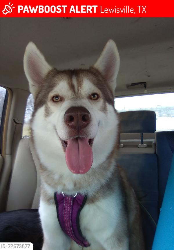 Lost Male Dog last seen e corporate dr and business 121, Lewisville, TX 75067