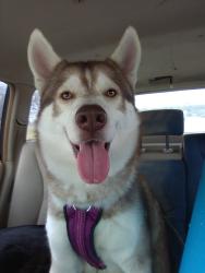 Lost Male Dog last seen e corporate dr and business 121, Lewisville, TX 75067