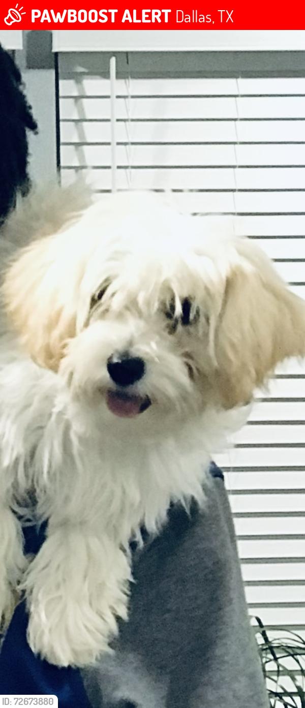 Lost Female Dog last seen Myers St & Malcolm X Blvd, Dallas, TX 75215