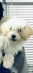 Lost Female Dog last seen Myers St & Malcolm X Blvd, Dallas, TX 75215