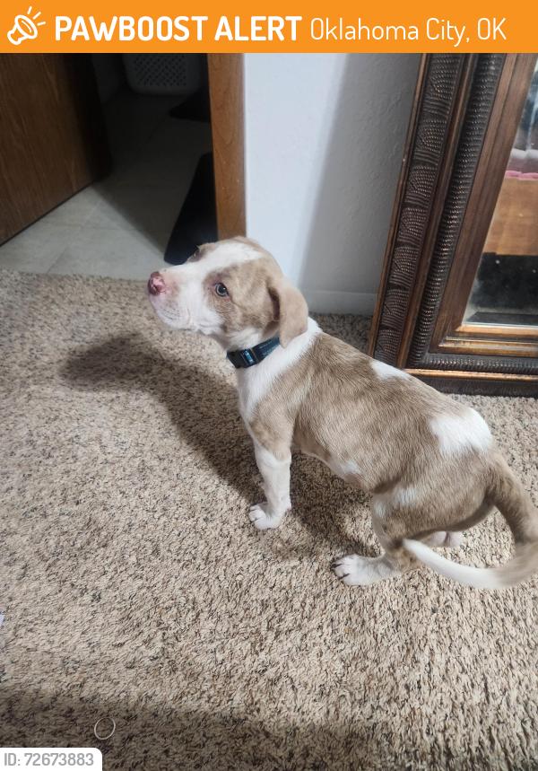 Found/Stray Male Dog last seen Dollar Tree, Oklahoma City, OK 73119