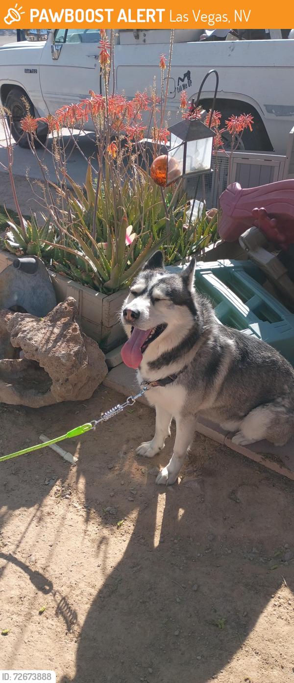 Found/Stray Unknown Dog last seen Arden and skyview, Las Vegas, NV 89104