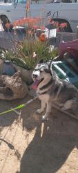 Found/Stray Unknown Dog last seen Arden and skyview, Las Vegas, NV 89104