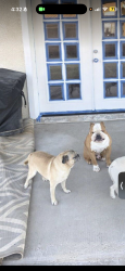Lost Male Dog last seen Barkley Ranch Neighborhood , Yuma, AZ 85364