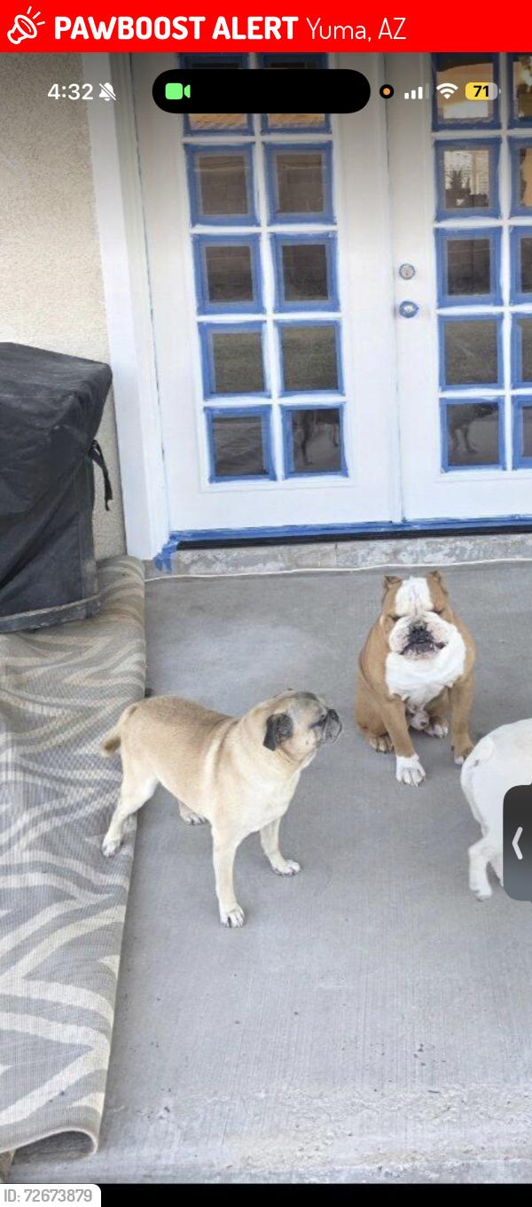 Lost Male Dog last seen Barkley Ranch Neighborhood , Yuma, AZ 85364