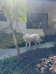 Found/Stray Unknown Dog last seen Portola Avenue North of Huntington , Los Angeles, CA 90032