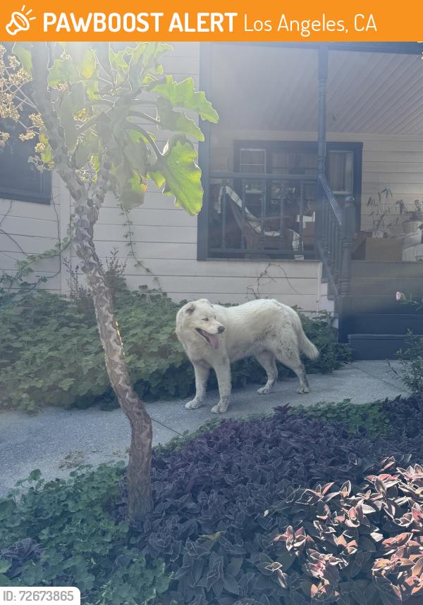Found/Stray Unknown Dog last seen Portola Avenue North of Huntington , Los Angeles, CA 90032