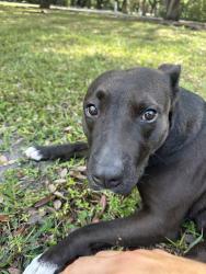 Found/Stray Female Dog last seen Greynolds park, Ojus, FL 33179