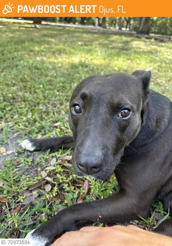 Found/Stray Female Dog last seen Greynolds park, Ojus, FL 33179
