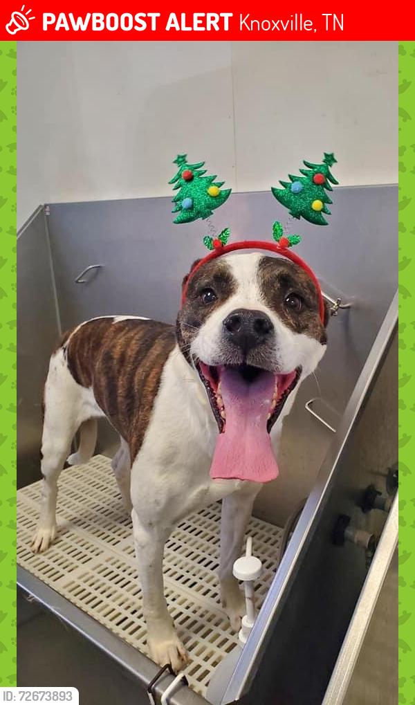 Lost Male Dog last seen Burger King, Knoxville, TN 37912