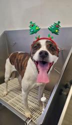 Lost Male Dog last seen Burger King, Knoxville, TN 37912