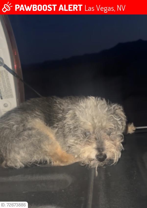Lost Female Dog last seen Carey and lamb, Las Vegas, NV 89115