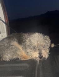 Lost Female Dog last seen Carey and lamb, Las Vegas, NV 89115