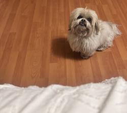 Lost Male Dog last seen Ataltic slauson , Maywood, CA 90270