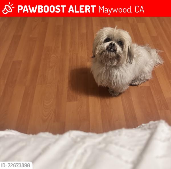 Lost Male Dog last seen Ataltic slauson , Maywood, CA 90270