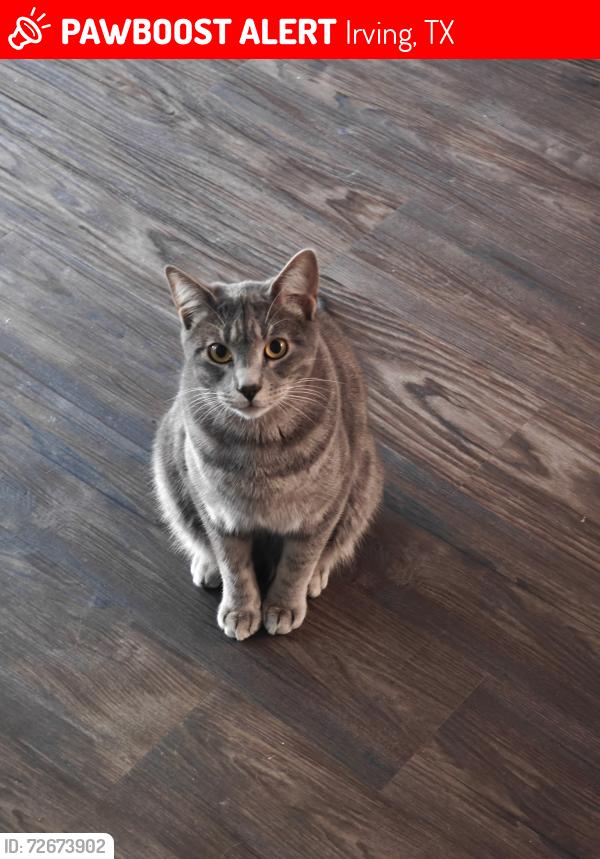 Lost Male Cat last seen La Villita apmts in Irving, Irving, TX 75039