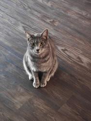 Lost Male Cat last seen La Villita apmts in Irving, Irving, TX 75039