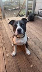 Lost Male Dog last seen Near Gary st whitmire , Whitmire, SC 29178