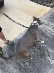 Lost Male Dog last seen Park road, Hollywood, FL 33021