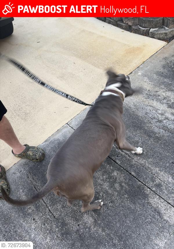 Lost Male Dog last seen Park road, Hollywood, FL 33021