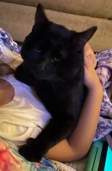 Lost Male Cat last seen Deodara/Hemlock, Vacaville, CA 95688
