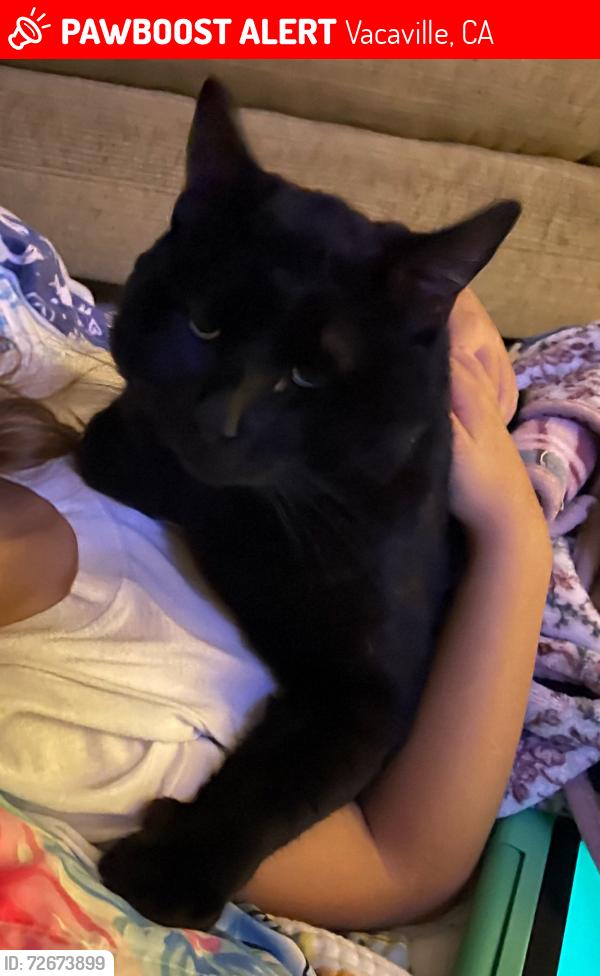 Lost Male Cat last seen Deodara/Hemlock, Vacaville, CA 95688