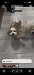 Found/Stray Unknown Dog last seen Spring cypress, Houston, TX 77070