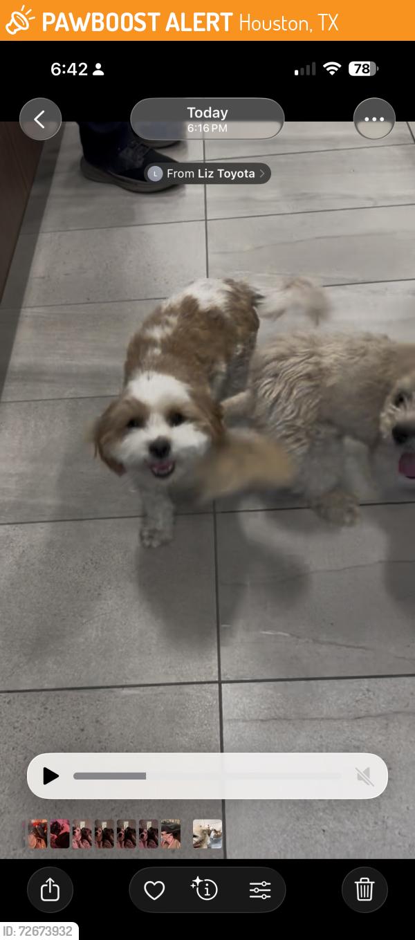 Found/Stray Unknown Dog last seen Spring cypress, Houston, TX 77070