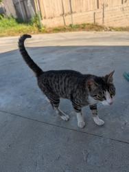 Found/Stray Unknown Cat last seen University and 49th Street, San Diego, CA 92105