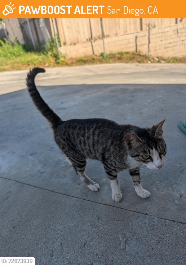 Found/Stray Unknown Cat last seen University and 49th Street, San Diego, CA 92105