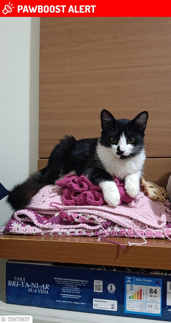 Lost Male Cat last seen Antigo Destro, viaduto Carelli , Parque São Paulo, PR 85803-660