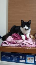 Lost Male Cat last seen Antigo Destro, viaduto Carelli , Parque São Paulo, PR 85803-660