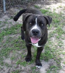 Lost Male Dog last seen N. Holiday Ave and Turkey Oak Dr. Crystal River, Crystal River, FL 34428