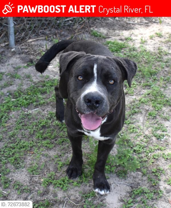 Lost Male Dog last seen N. Holiday Ave and Turkey Oak Dr. Crystal River, Crystal River, FL 34428
