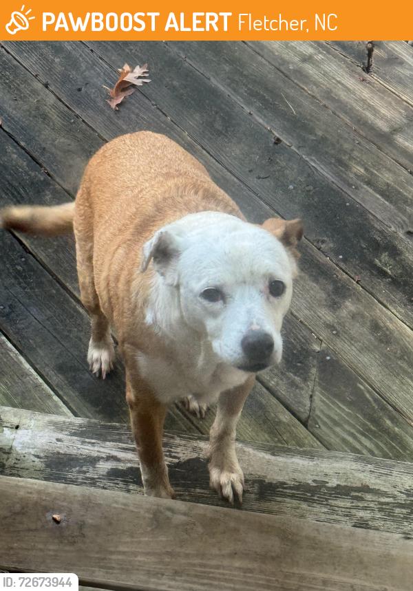 Found/Stray Female Dog last seen Fanning bridge , Fletcher, NC 28732